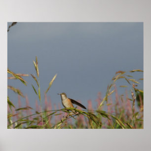 Affiche Colibri dans les herbes Ciel bleu nom personnali