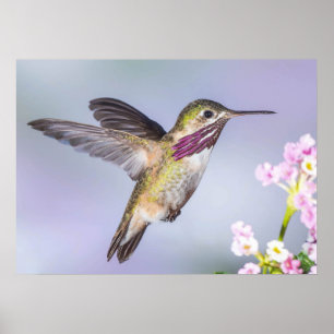 Affiche Colibri de Calliope en vol