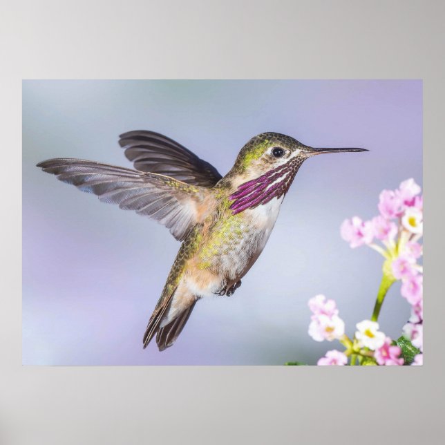 Affiche Colibri de Calliope en vol (Devant)