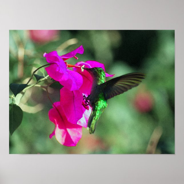 Affiche Colibri de caribe à thème vert sur les Bougainvill (Devant)