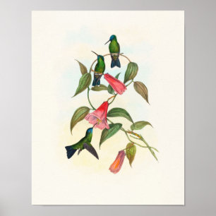 Affiche Colibri de Gould par John Gould Print