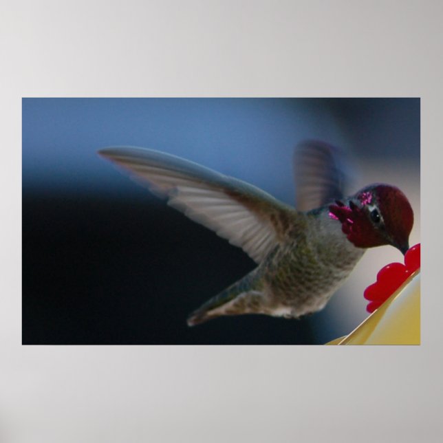 Affiche Colibri de près ~impression~ (Devant)