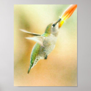 Affiche Colibri en vol tôt le matin