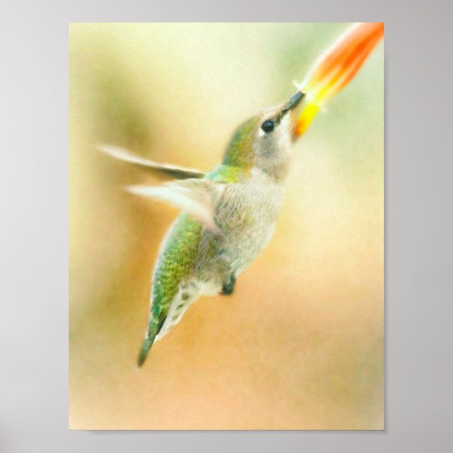 Affiche Colibri en vol tôt le matin (Devant)