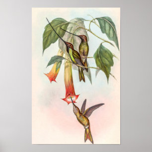 Affiche Colibri ensifère par John Gould