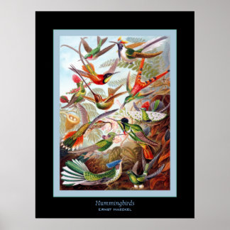 Affiche Colibri ~ Ernst Haeckel