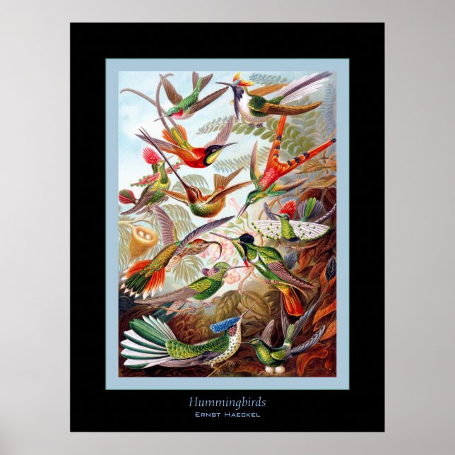 Affiche Colibri ~ Ernst Haeckel (Devant)