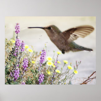 Affiche Colibri et Art numérique Fleur sauvage