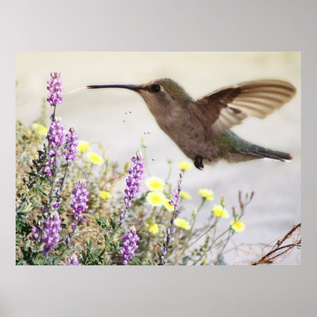 Affiche Colibri et Art numérique Fleur sauvage (Devant)