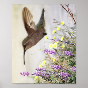 Affiche Colibri et Fleurs Sauvages Art Numérique