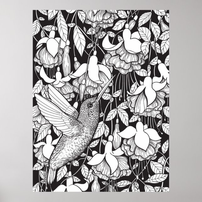 Affiche Colibri et fuchsia (Devant)