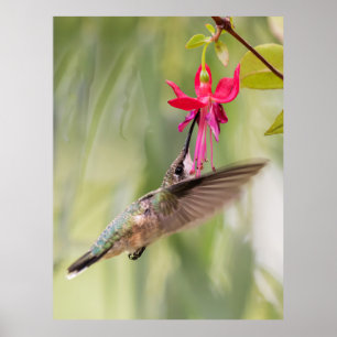 Affiche Colibri Fuchsia Favori