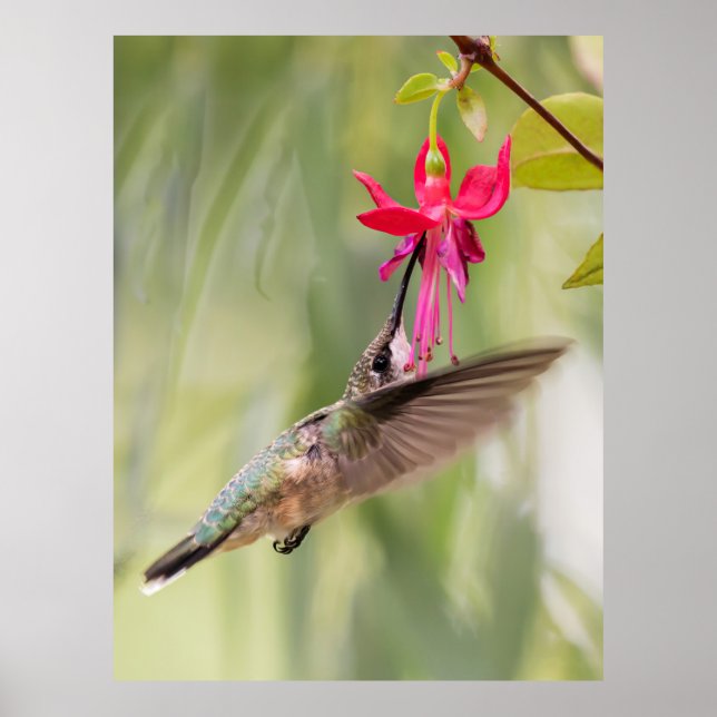 Affiche Colibri Fuchsia Favori (Devant)