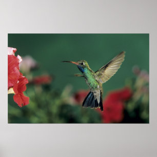 Affiche colibri Large-affiché, Cynanthus