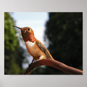 Affiche Colibri mâle roux - Imprimantes d'art