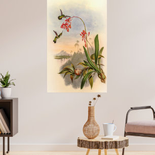 Affiche Colibri par John Gould