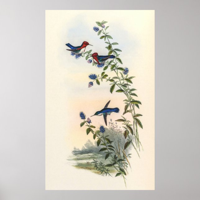 Affiche Colibri par John Gould (Devant)