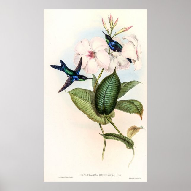 Affiche Colibri par John Gould (Devant)