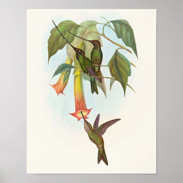 Affiche Colibri porte-épée de John Gould (Devant)
