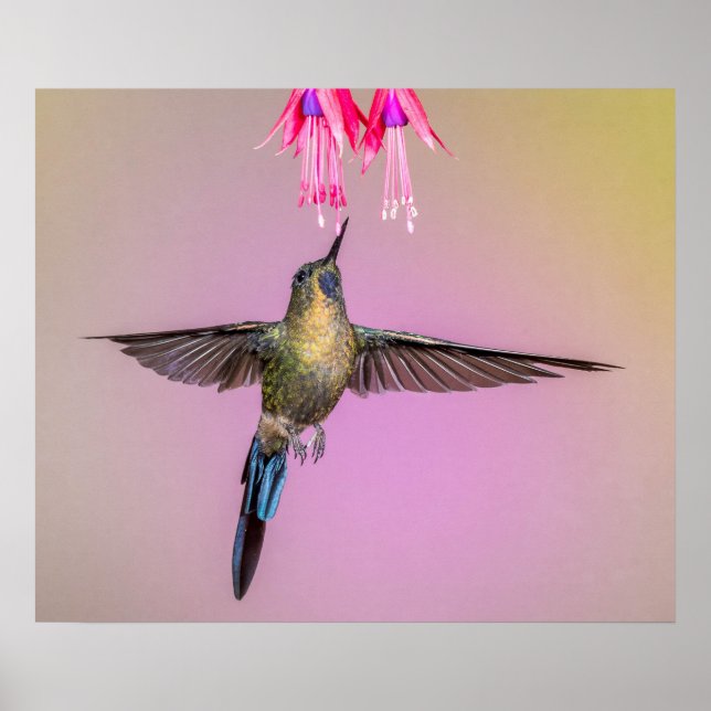 Affiche Colibri pourpre à longue queue (Devant)