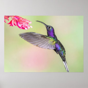Affiche Colibri pourpre en vol
