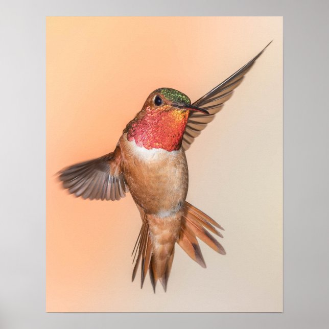 Affiche Colibri roux dans une belle pose (Devant)