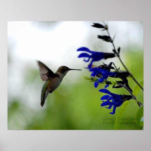 Affiche Colibri sur la Salvia Bleue (Devant)