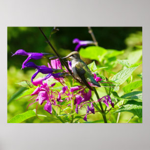 Affiche Colibri sur Menthe Colibri Nature Colorée