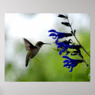 Affiche Colibri sur Salvia bleu