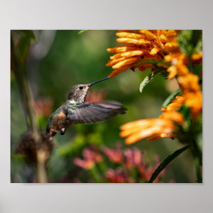Affiche Colibri survolant avec des fleurs - Photo de la fa