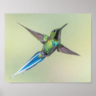 Affiche Colibri vert avec de longues plumes de queue bleue