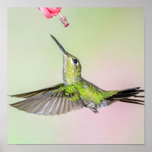 Affiche Colibri Vert Volant Plutôt