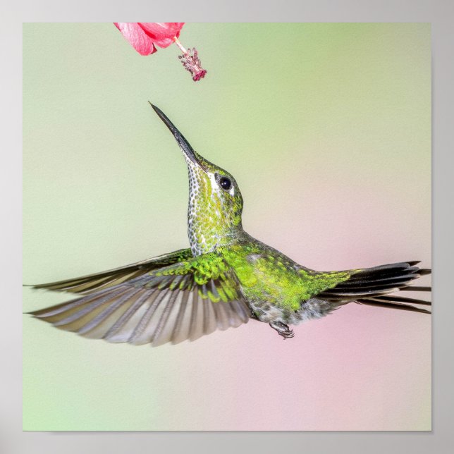 Affiche Colibri Vert Volant Plutôt (Devant)