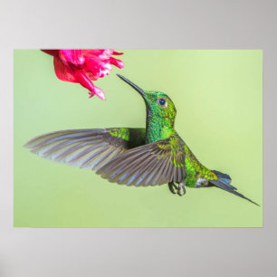 Affiche Colibri vert volant vers une fleur rouge