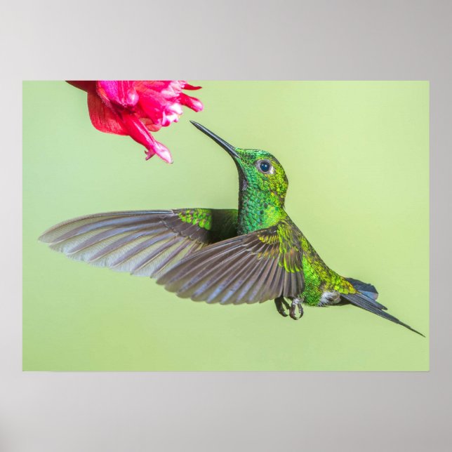 Affiche Colibri vert volant vers une fleur rouge (Devant)