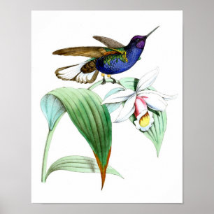 Affiche Colibri vintage Imprimer No.1 Décor mural de print