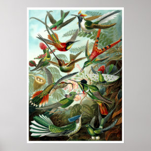 Affiche Colibri vintage par Ernst Haeckel