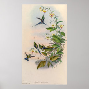 Affiche Colibri vintage par John Gould