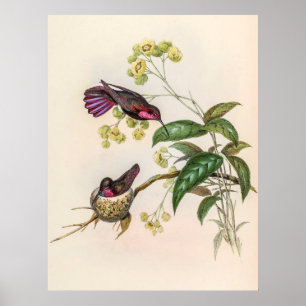 Affiche Colibri vintage par John Gould