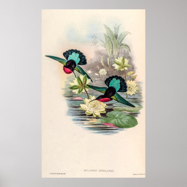 Affiche Colibri vintage par John Gould (Devant)