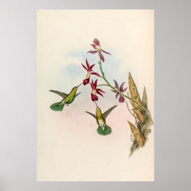 Affiche Colibri vintage par John Gould (Devant)