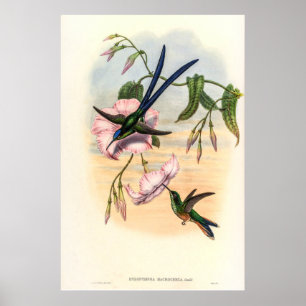 Affiche Colibri vintage par John Gould