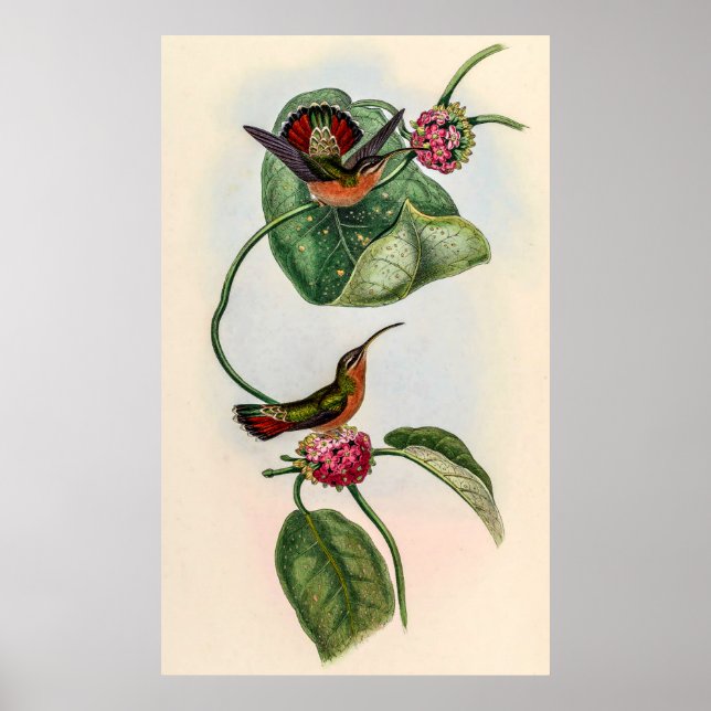 Affiche Colibri vintage par John Gould (Devant)