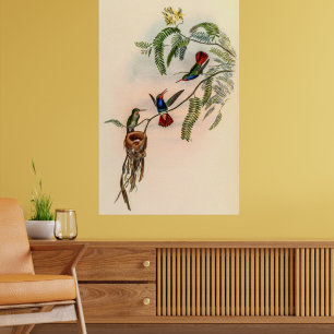 Affiche Colibri vintage par John Gould