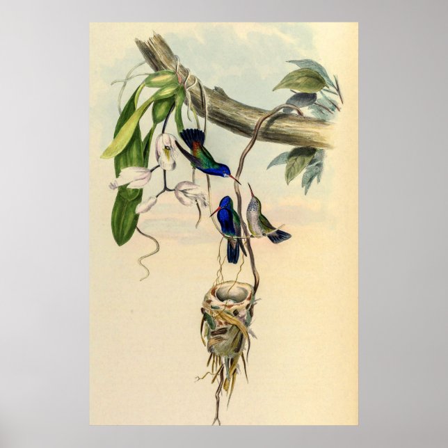 Affiche Colibri vintage par John Gould (Devant)