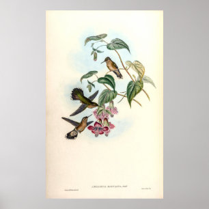 Affiche Colibri vintage par John Gould