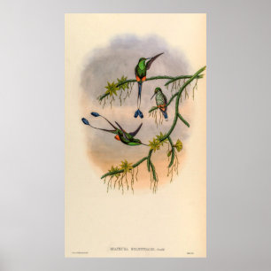 Affiche Colibri vintage par John Gould
