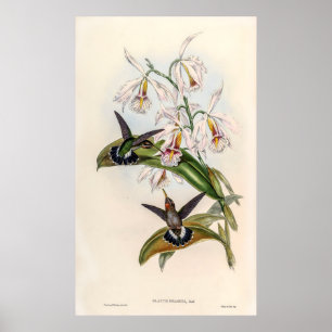 Affiche Colibri vintage par John Gould