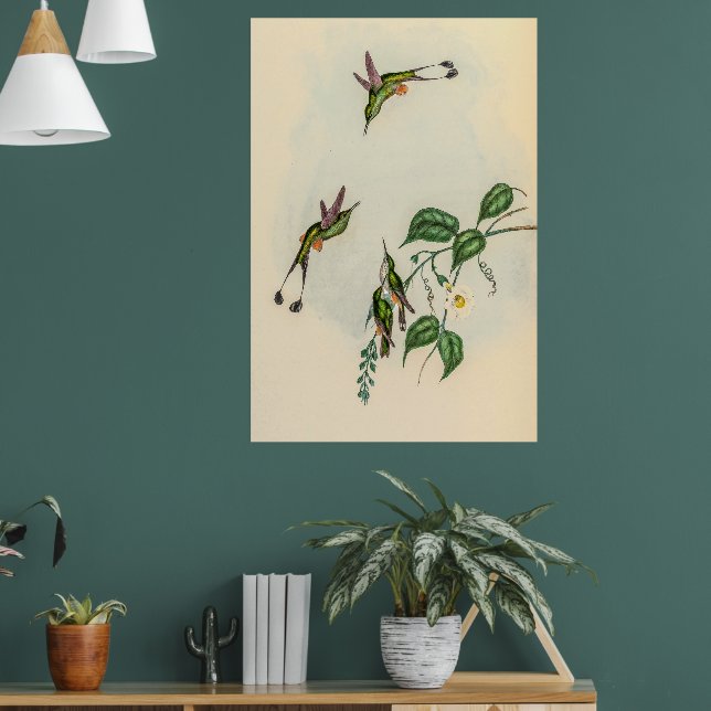 Affiche Colibri vintage par John Gould (Salon 1)