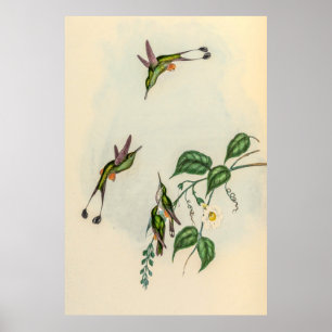 Affiche Colibri vintage par John Gould